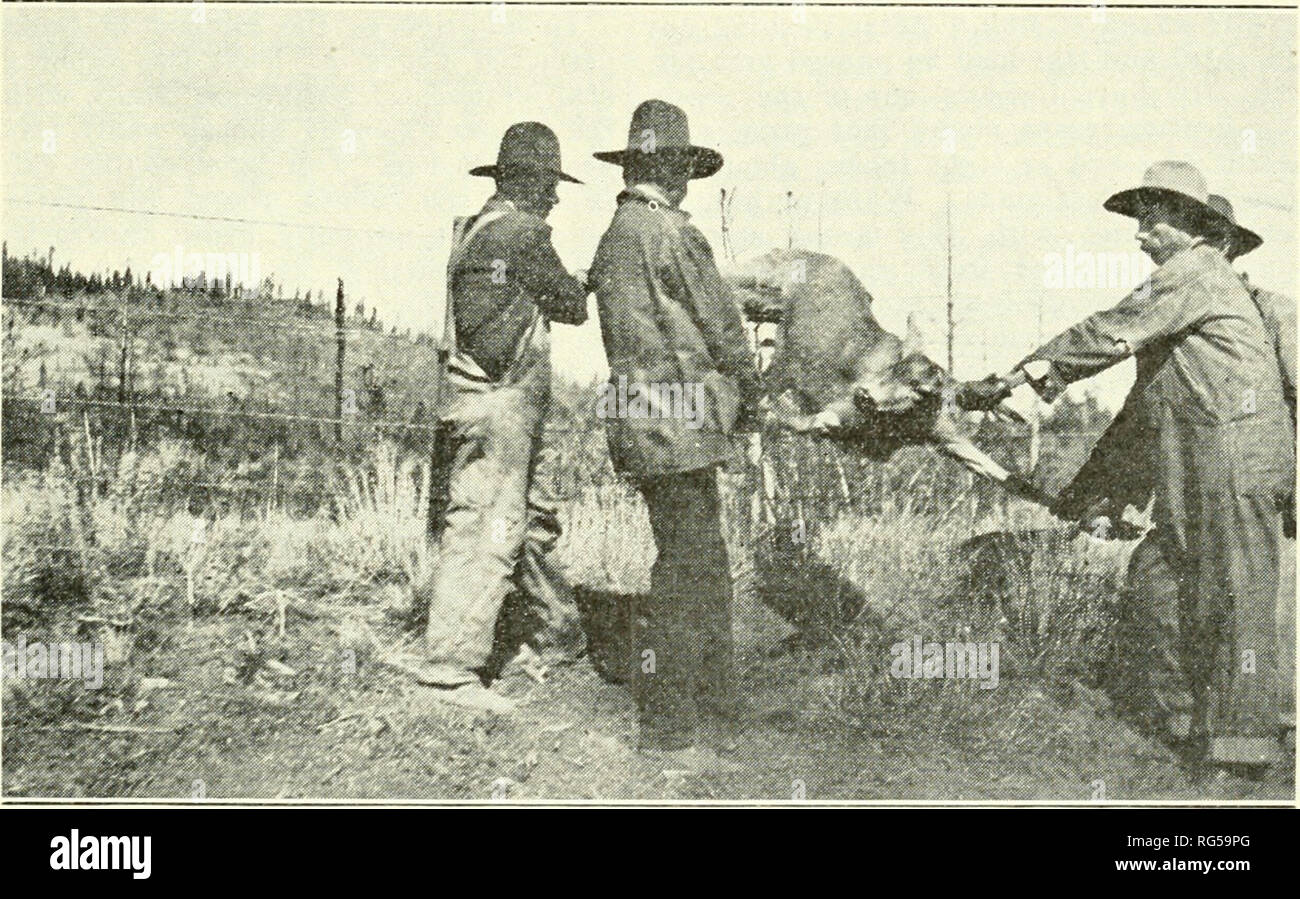 . Chasse et pêche de la Californie. Pêche -- Californie ; jeu et jeu-oiseaux -- Californie ; Poissons -- Californie ; groupes de population animale ; pêches ; gibier, poissons. Chasse et pêche de la Californie. 151 Voir plus de trois des filets. L'un était utilisé par un Japonais wlio lançait à partir d'un bateau dans les eaux peu profondes de la partie inférieure de la rivière San Joaquin Lor split- tails et la carpe. L'un des frères Duarte à Monterey avait une de ces moustiquaires accrochées sur son plafond comme une parure, un vieux cordonnier allemand de San Fran- cjgco qu'il avait voulu utiliser dans le lac CHear pour CARP. L'une des publications de la Banque D'Images