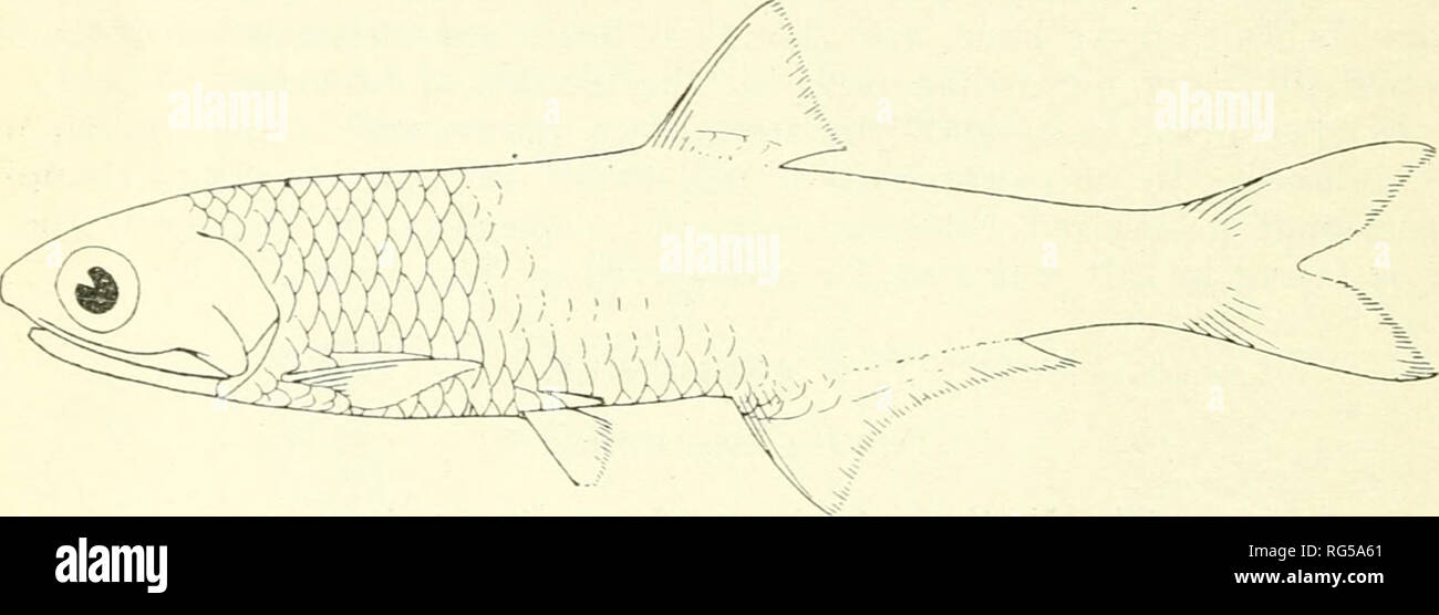 . Chasse et pêche de la Californie. Pêche -- Californie ; jeu et jeu-oiseaux -- Californie ; Poissons -- Californie ; groupes de population animale ; pêches ; gibier, poissons. Fig. 40. L'anchois (Eiigraulis jwrdax )). chambre coller et même ^;nd un marché européen, où la pâte d'anchois est utilisé en grande quantité. C'est un très bon poisson salé, même si dans cette forme, il est utilisé comme seul comme appât. C'est l'une de nos ressources inexploitées qui pourraient devenir d'importance. Le Sud de l'anchois (Anchovialla delicatissimus). Cela a d'anchois de la longueur de la tête à peu près égale à la profondeur de l'organisme. Le milieu Banque D'Images