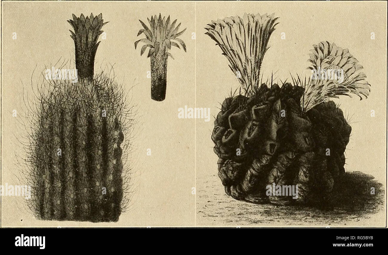 . Les Cactaceae : descriptions et illustrations de plantes de la famille des cactus. NEOPORTERIA. 95 2. Neoporteria occulta (Philippi). Catégorie : occultus Philippes, FI. L'ATAC. 23. i860. Globulaires Plantes à courte-cylindriques, 5 à 8 cm. de haut, quelque peu déprimé à l'apex ; côtes environ 14, obtus, séparés par des intervalles aiguë, fortement tubercled ; tubercules rhombiques quelque peu dans la forme, avec un menton à la base ; aréoles 1,5 cm. à part, plutôt étroite et déprimés ; épines vouloir ou lorsqu'il est présent 1 à 10, l'inégalité, de 1 à 4 cm. de long, puberulent noirâtre ; les fleurs, central, 2,5 cm. de long, mais 5 cm. de large ; l'periant Banque D'Images