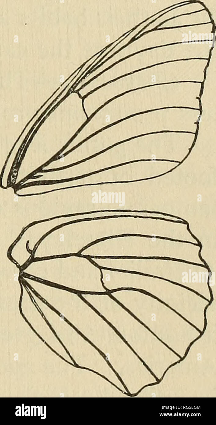 Le Papillon Livre Les Papillons Genre Argynnis Genre