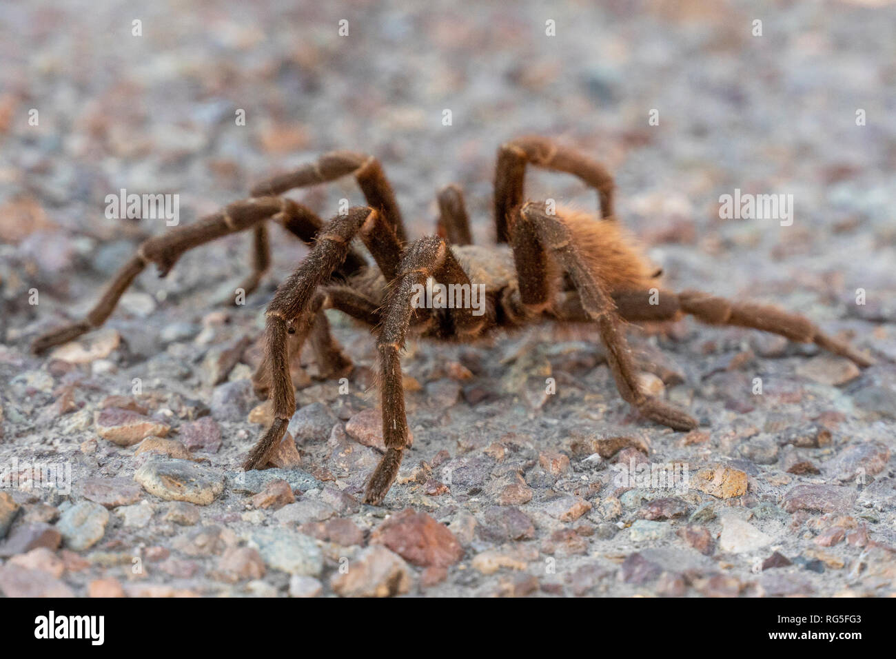 Randonnée le long du Rio Grande dans le Parc National de Big Bend, Texas, Banque D'Images