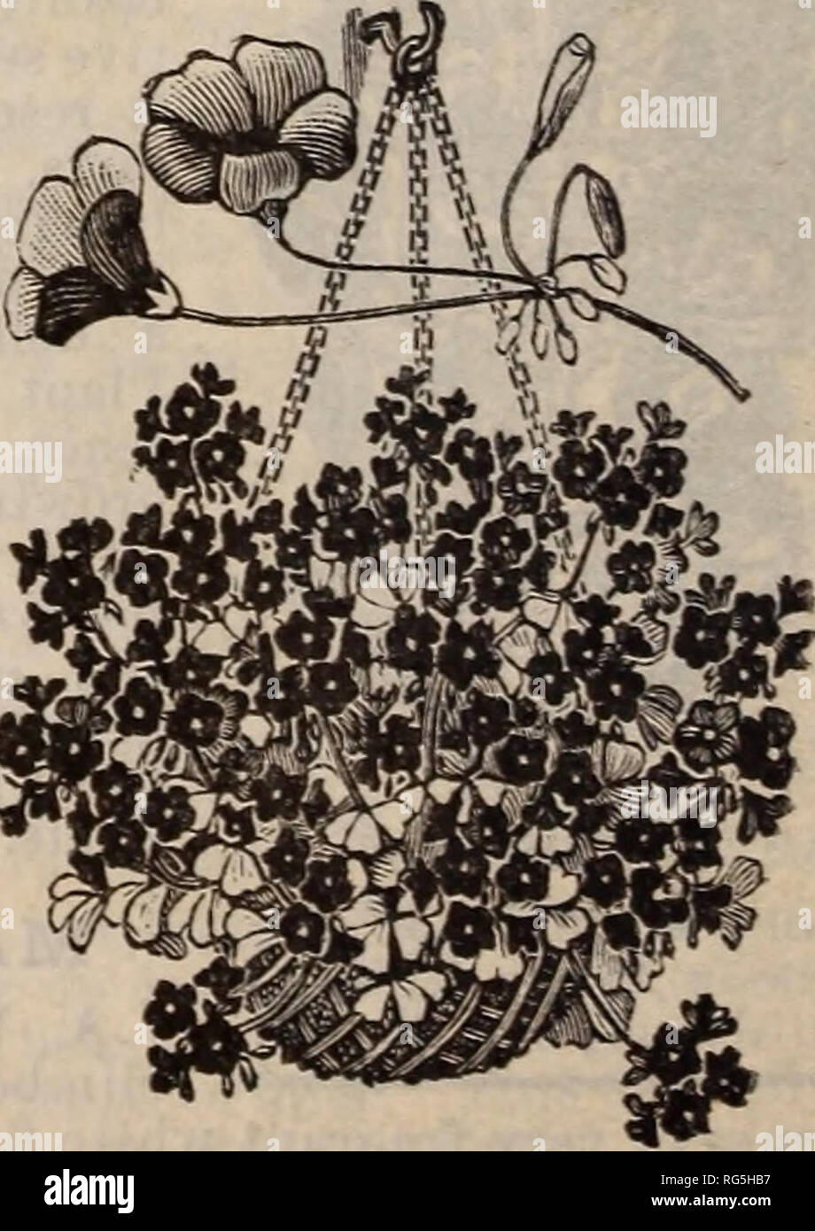 . Burpee's Farm, annuel 1892. Pépinière en Pennsylvanie Philadelphie ; Catalogues Catalogues fleurs ; légumes ; Catalogues Catalogues de graines. Une nymphe^ODORATA. Le nénuphar blanc est uni- '^^j(f/^f versally d admirer en raison de sa grande, parfumé, M'hite Howers. Il , " peut facilement être cultivée dans un baquet d'eau ; un demi-baril mis dans la terre va répondre. 25 cts. chacun ; 5 de fl.OO. Tubéreux BEGONIA à racines profondes. Les bégonias tubéreux enracinés. De belles plantes pour la litière. Ce n'est que récemment qu'il a été connu qu'splen- n'plantes à racines tubéreuses Les bégonias font, et comment ils ont magnifiquement bleu ... Banque D'Images . Burpee's Farm, annuel 1892. Pépinière en Pennsylvanie Philadelphie ; Catalogues Catalogues fleurs ; légumes ; Catalogues Catalogues de graines. Une nymphe^ODORATA. Le nénuphar blanc est uni- '^^j(f/^f versally d admirer en raison de sa grande, parfumé, M'hite Howers. Il , " peut facilement être cultivée dans un baquet d'eau ; un demi-baril mis dans la terre va répondre. 25 cts. chacun ; 5 de fl.OO. Tubéreux BEGONIA à racines profondes. Les bégonias tubéreux enracinés. De belles plantes pour la litière. Ce n'est que récemment qu'il a été connu qu'splen- n'plantes à racines tubéreuses Les bégonias font, et comment ils ont magnifiquement bleu ... Banque D'Images
