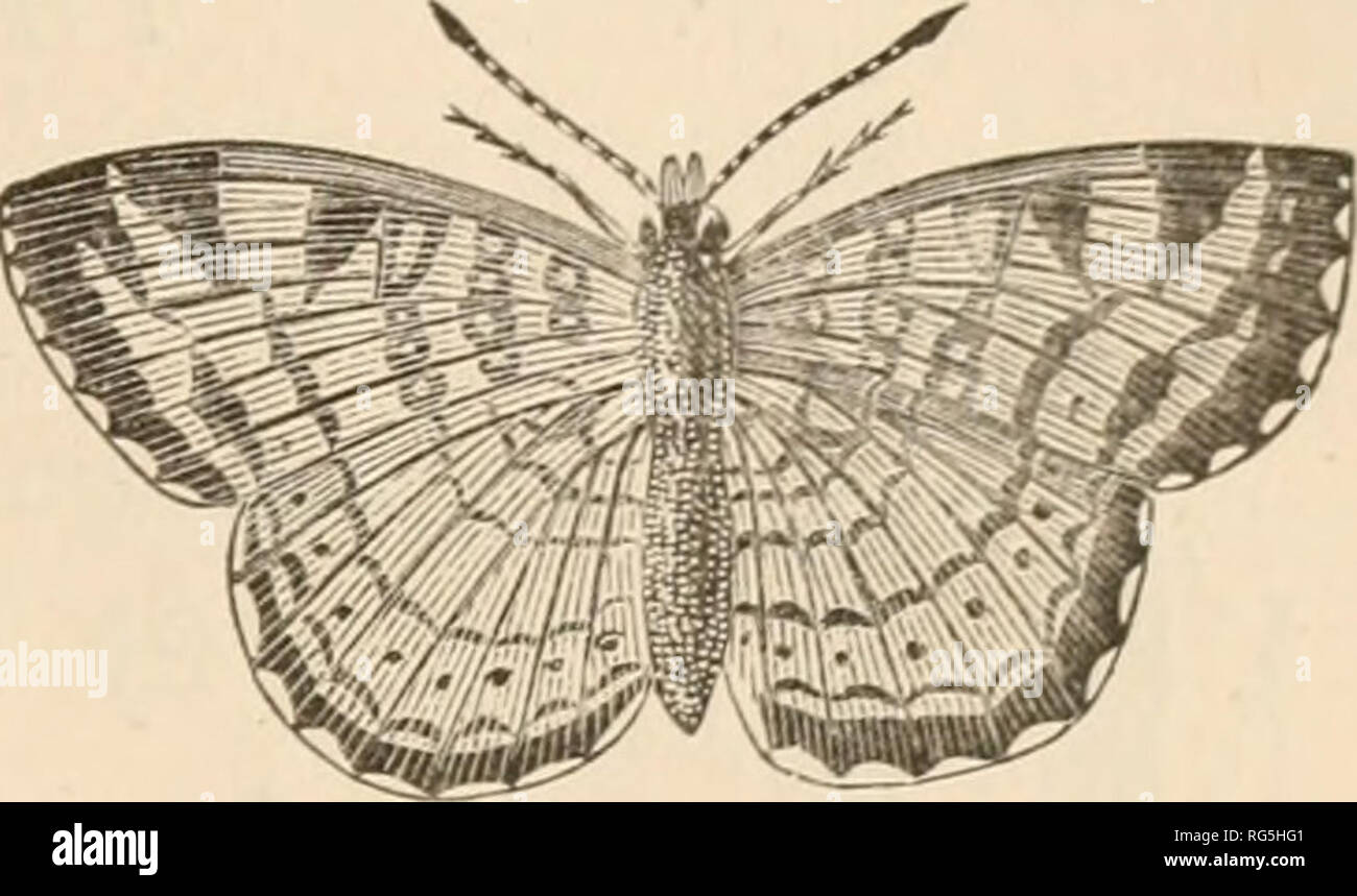 . Les chasseurs de papillons. Lepidoptera -- Ouvrages pour la jeunesse de la Nouvelle Angleterre ; les insectes. Les chasseurs de papillons. 8i est commun. Les ailes sont orange. Il y a une large bordure noire sur l'aile postérieure, avec un trait ondulé Hne de noir juste à l'intérieur. À l'intérieur de il s'agit d'une ligne de points noirs. Le reste de l'aile est marquée par des lignes noires et foncées. En dessous les ailes sont d'une couleur chamois, et marqué avec des lignes noires et de taches la même que ci-dessus. Ce peu de beurre- fly étend un pouce et demi" l'enseignant ici a terminé sa conférence, et les garçons ont tous mis loin leurs crayons et note-books, un Banque D'Images