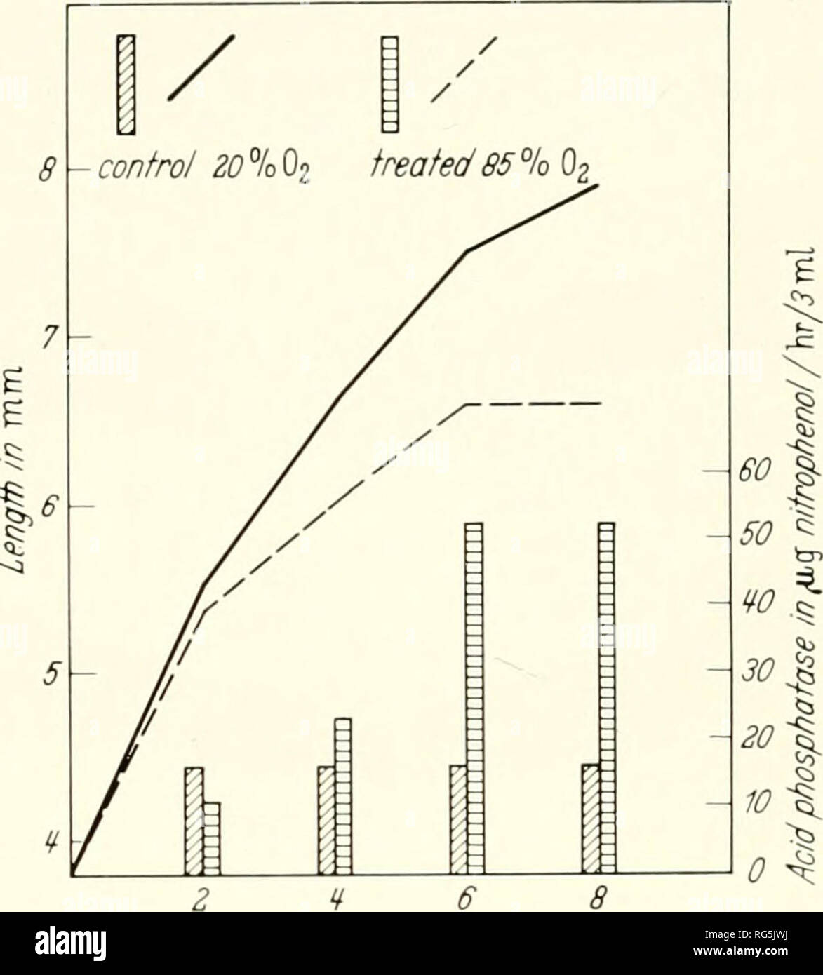 . Les tissus calcifiés ; procédures. Le collagène des os ; ; la calcification. La résorption du cartilage dans les lysosomes et Culture d'organe 53. dation par augmentation de la libération d'une protéase acide lysosomale (tomba et Dingle, 1963), un mécanisme similaire a été suspecté pour l'hyperoxie effet. Fig. 2 montre la croissance de deux groupes de rudiments. Un groupe de huit rudi- ments a été exposée à 20o/o de l'oxygène, tout en les rudiments appariées ont été exposés à l'oxygène SSVo. À deux jours d'intervalle les montants de protéase acide et la phosphatase acide dans le milieu ont été mesurés. La libération de ces deux maladies lysosomales enzy- mes a été augmenté dans les Banque D'Images