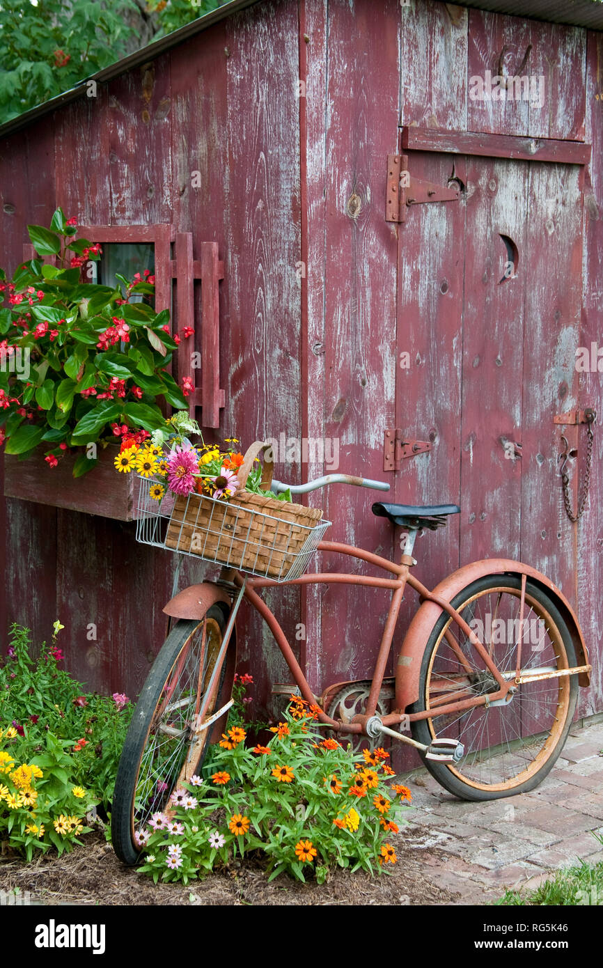 63821-22212 vieux vélo avec panier de fleurs à côté de Old outhouse abri de jardin. Red Wing Begonias, Zinnias, mufliers (Antirrhinum sp.) Marion Co., Banque D'Images