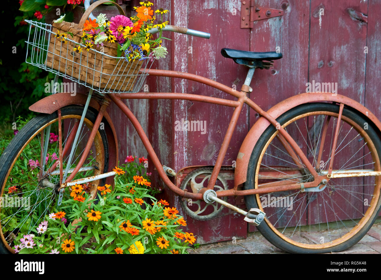 63821-22219 vieux vélo avec panier de fleurs à côté de Old outhouse abri de jardin. Red Wing Begonias, Zinnias, mufliers (Antirrhinum sp.) Marion Co., Banque D'Images