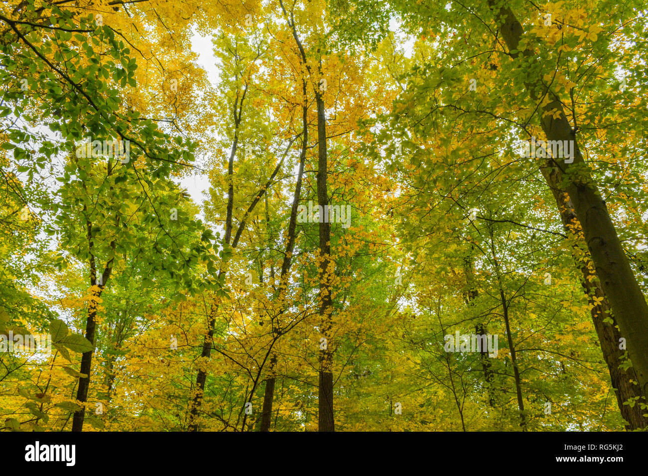 À l'automne coloré à travers le feuillage, je suis entouré par la beauté de la nature. Banque D'Images