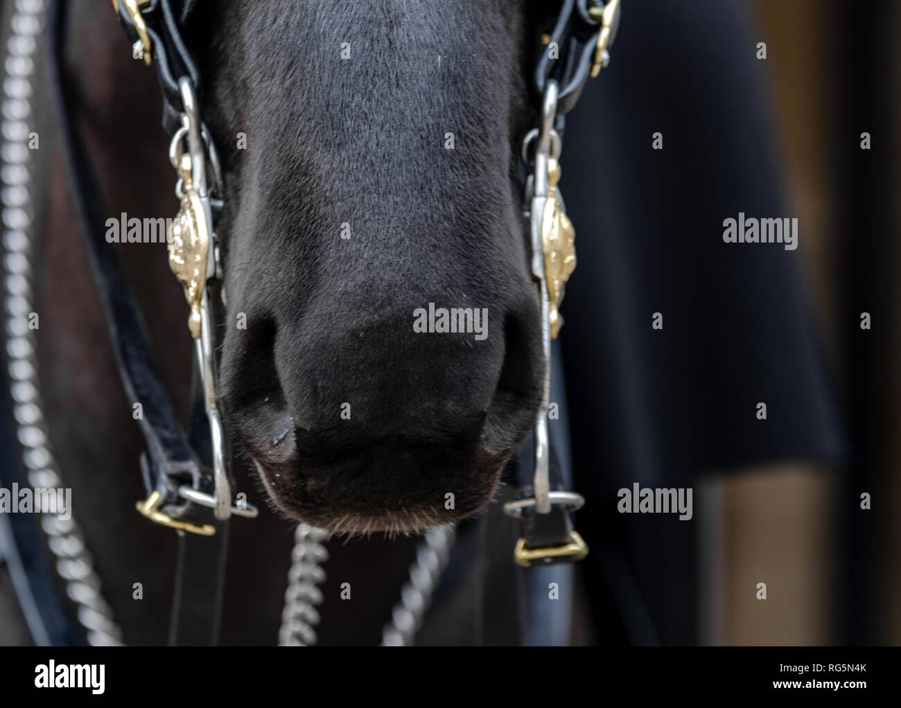 La douce bouche du cheval de Queens au Royal Horse Guards palace Banque D'Images