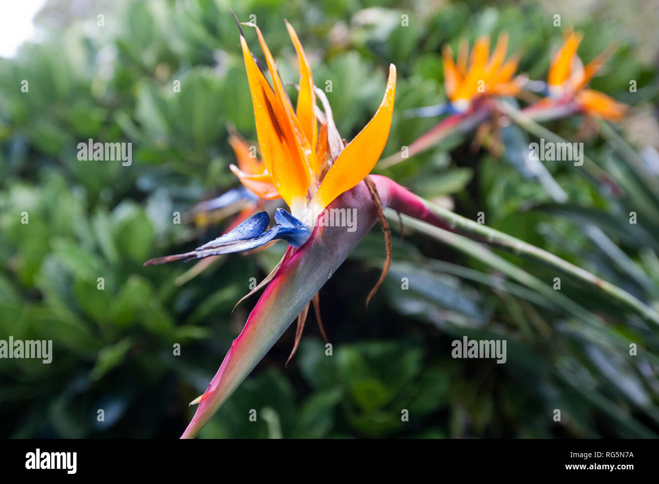 Fleur d'oiseau de paradis (Strelitzia) en face de feuillage vert Banque D'Images
