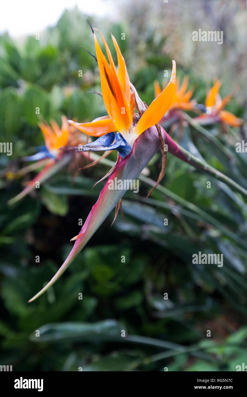 Fleur d'oiseau de paradis (Strelitzia) en face de feuillage vert Banque D'Images