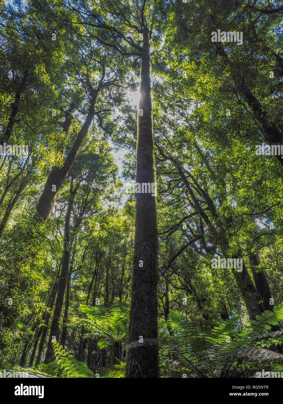 Arbres, forêt Whirinaki Tawa Park, Te Urewera, île du Nord, Nouvelle-Zélande Banque D'Images