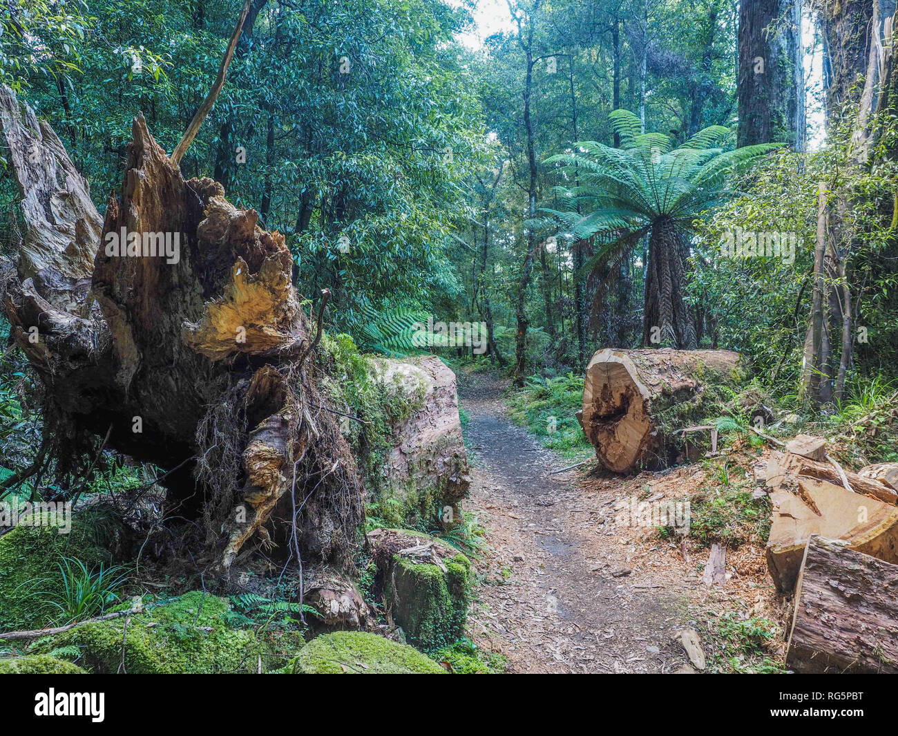 Kahikatea renversés par tronc d'arbre coupé pour dégager la voie, Whirinaki Forest Park, Te Urewera, Nouvelle-Zélande Banque D'Images