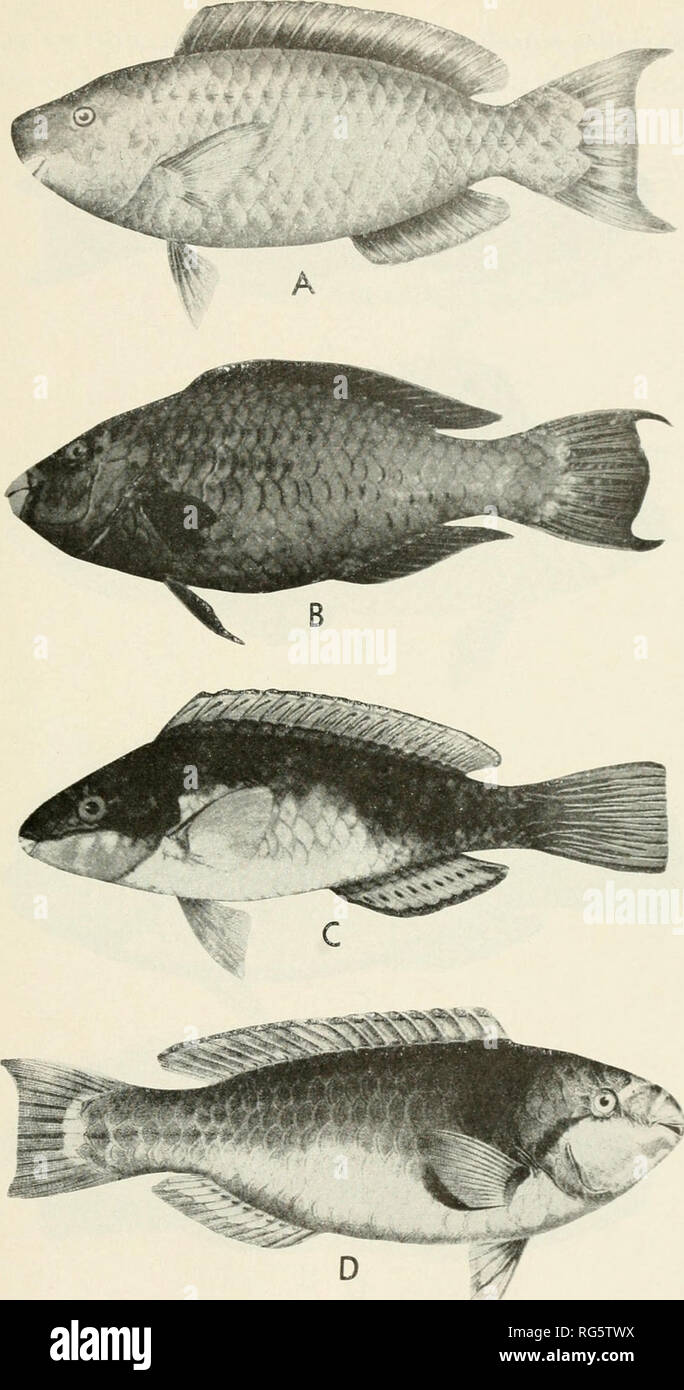 . Bulletin - United States National Museum. La science. U. S BULLETIN DU MUSÉE NATIONAL 214, planche 21. A, Scarus coeruleus, après Evermann et Marsh (Bull. Fish Comm.. tome 20, pi. 32, 1902) ; adultes B, S. coelestinus, avec la permission du Dr Daniel Mcrriman, Université de Yale ; C, S. ( CToicensh punctulalus  = S.), après Chute (Guide pour le John G. Shedd Aquarium, fig. 714, 1935) ; D. S.. hoefleri (Denkschr Steindachner après. Akad. Wiss. Wien. 44, pi. 6, fig. 2. 1881).. Veuillez noter que ces images sont extraites de la page numérisée des images qui peuvent avoir été retouchées numériquement pour plus de lisibilité - colorat Banque D'Images