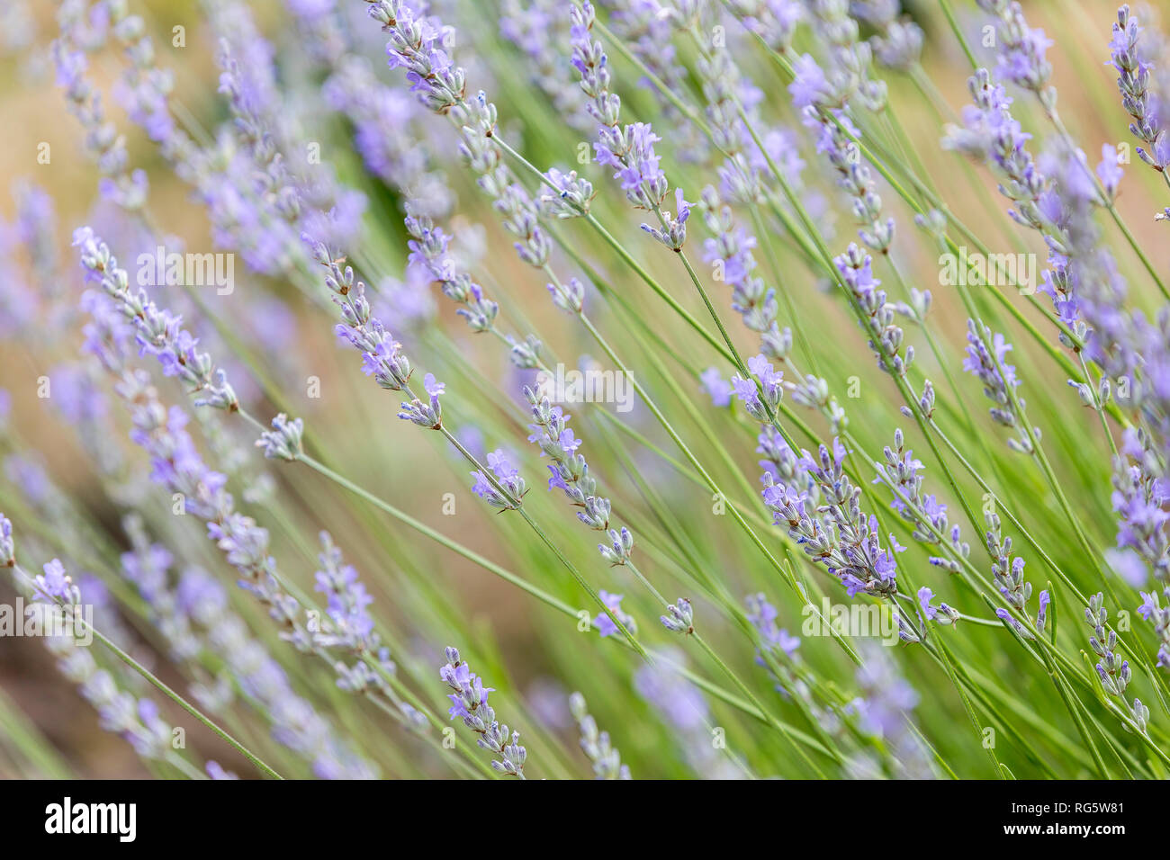 Les plantes lavande champ Banque D'Images