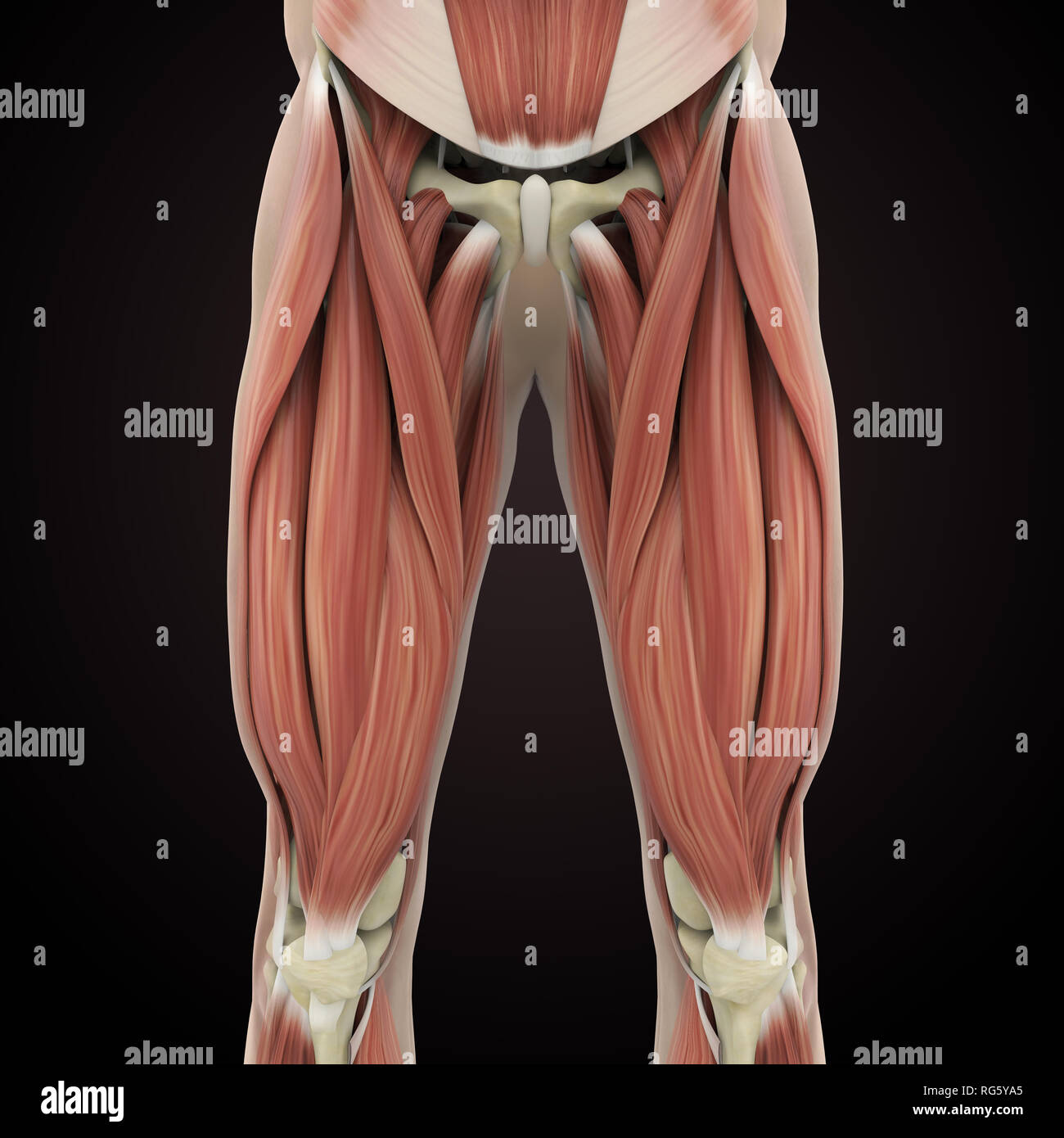 Anatomie des muscles des jambes supérieure Banque D'Images