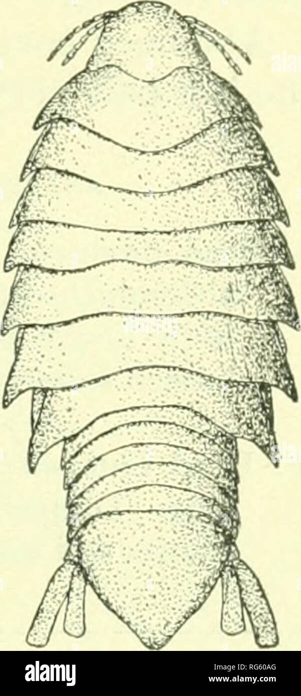 . Bulletin - United States National Museum. La science. Les isopodes D'AMÉRIQUE DU NORD. 225 b Corps oblongues-ovales, presque deux fois plus longs que larges, K) n]m.:ll" nun. Tête un peu plus large que long, 3 mm. : 4 mm., avec le anteriqi- mar- troncature arrondi gin et la marge postérieure pi'oduced} dans trois lo)es, le lobe central étant plus profond que et environ deux fois plus large que les lobes latéraux. Les yeux sont entièrement absentes ; aucune trace d'entre eux sont à voir. La première paire d'antenne^ sont composé de huit articles et étendre au milieu du segment thoracique tirst ; ils sont séparés à la base par une distance de 1 Banque D'Images