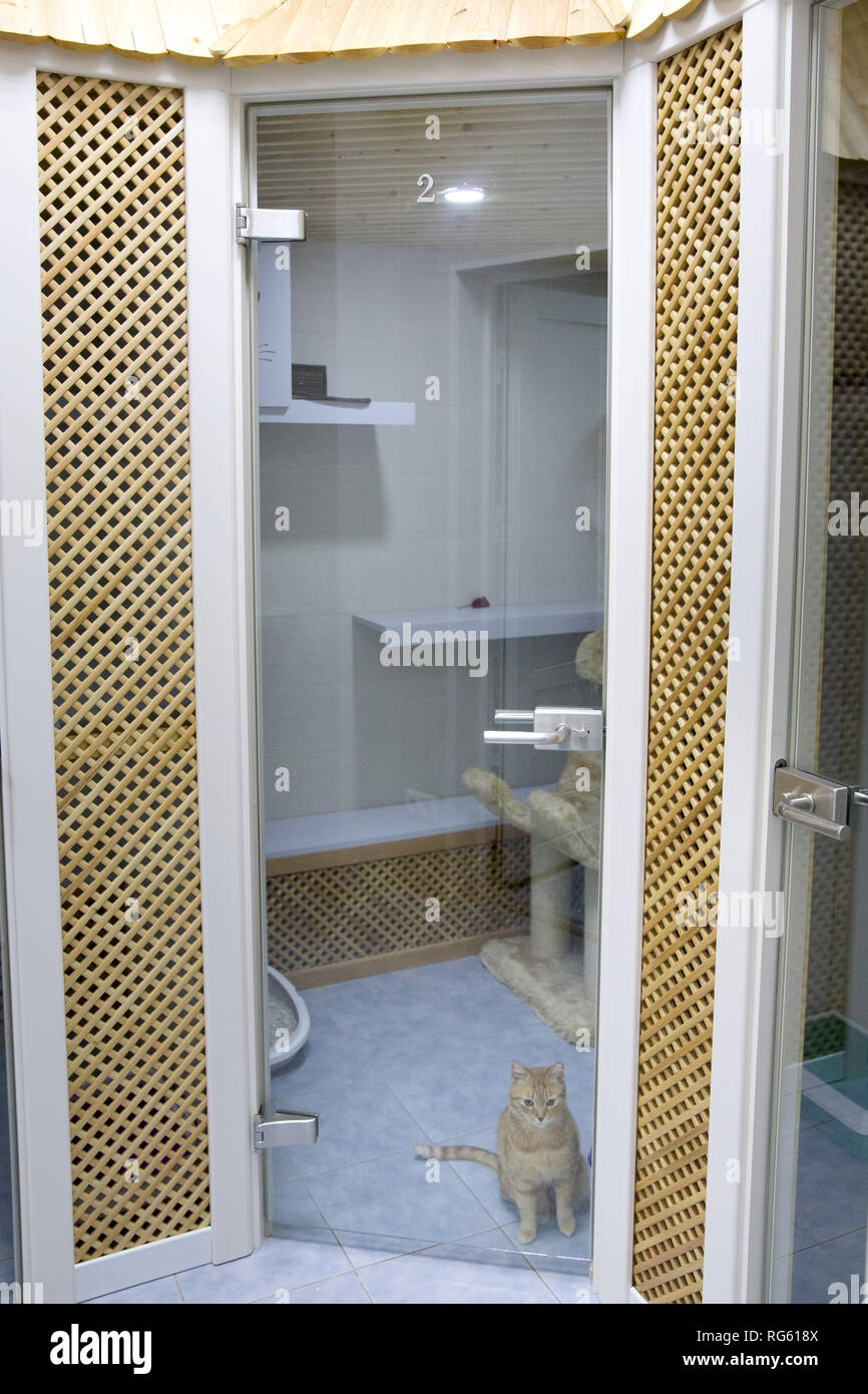 Chat dans l'hôtel pour les animaux de l'attente pour le propriétaire. Moderne, confortable hôtel pour animaux à la clinique vétérinaire. Banque D'Images