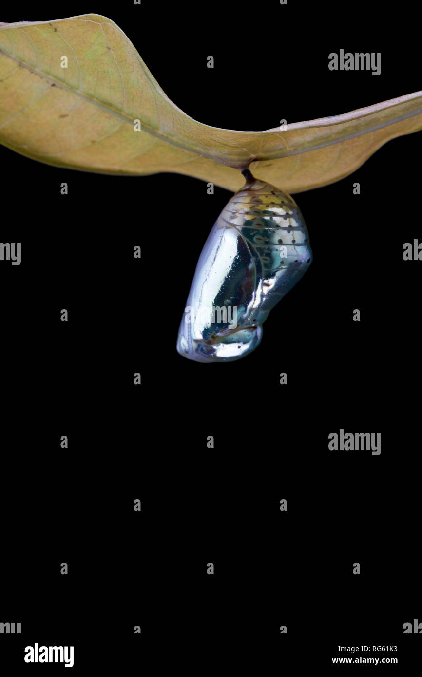 Cocon de papillon accroché sur une feuille, l'Indonésie Banque D'Images