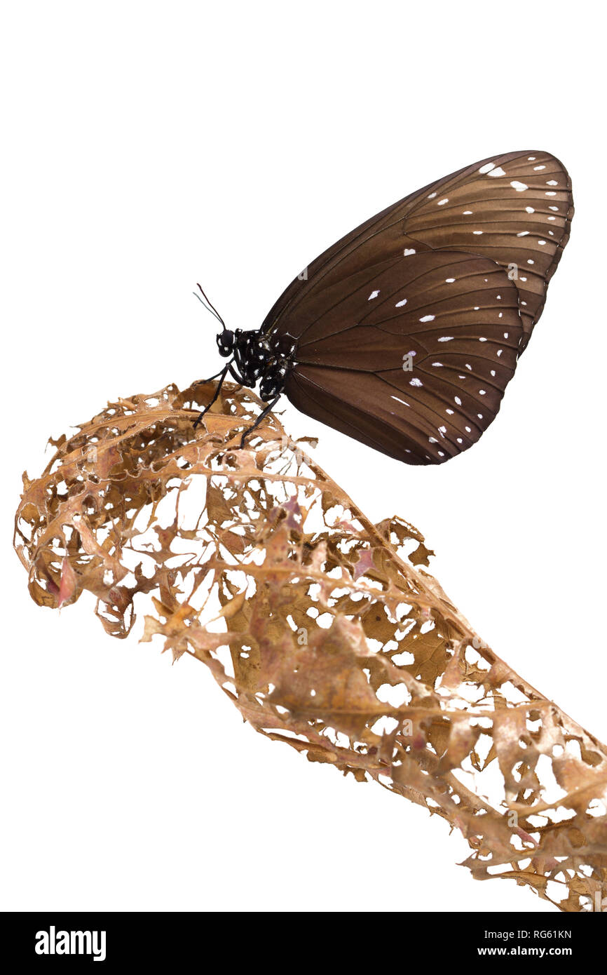 Papillon sur une feuille en décomposition, l'Indonésie Banque D'Images