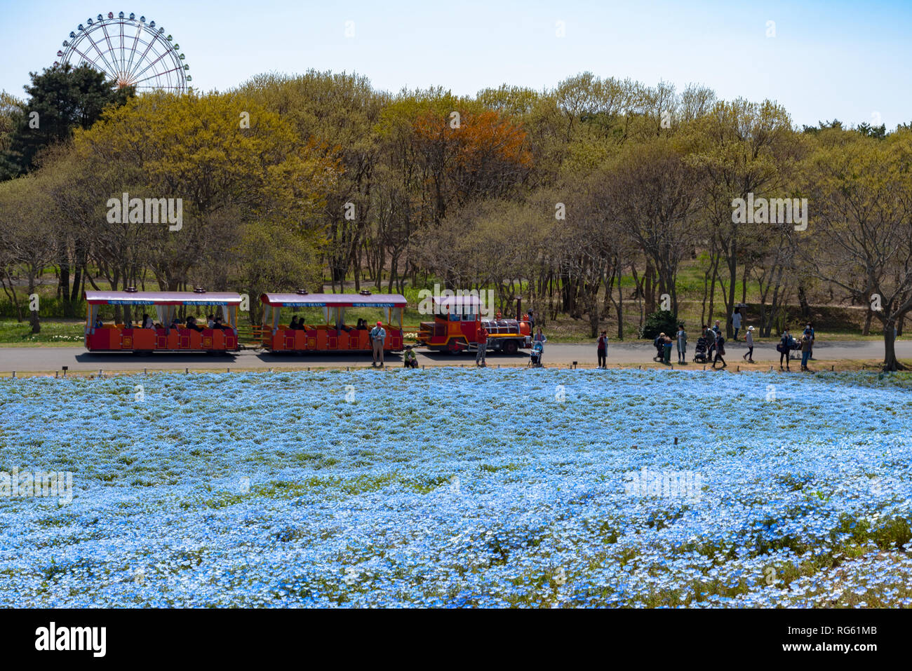 Nemophila (baby blue eyes fleurs) Champ de fleur, fleur bleue carpet Banque D'Images