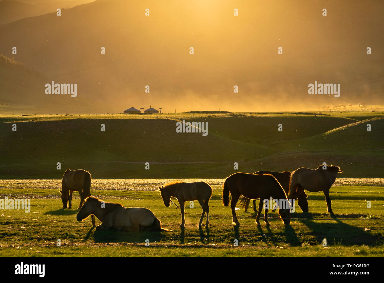 Silhouette de chevaux au coucher du soleil, la vallée de la rivière Orkhon, Kharkhorin, Province Övörkhangaï, Mongolie Banque D'Images