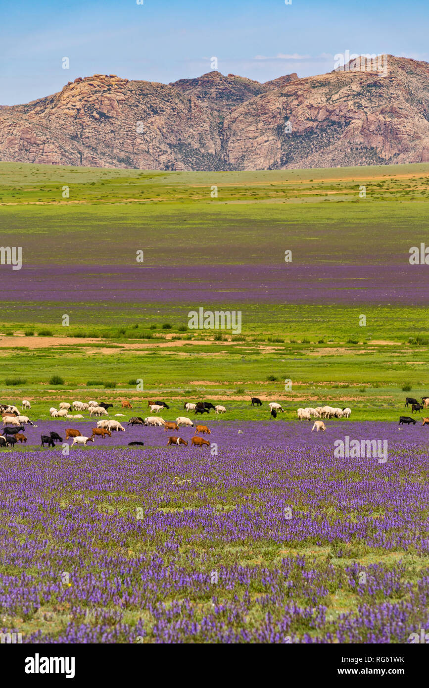 Les chèvres paissant dans paysage rural, Mongolie Banque D'Images