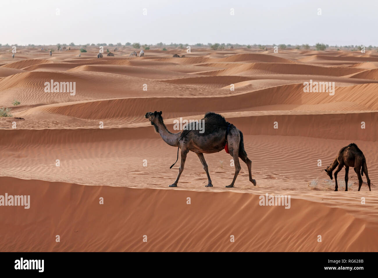 Deux chameaux dans le désert, Riyadh, Arabie Saoudite Banque D'Images