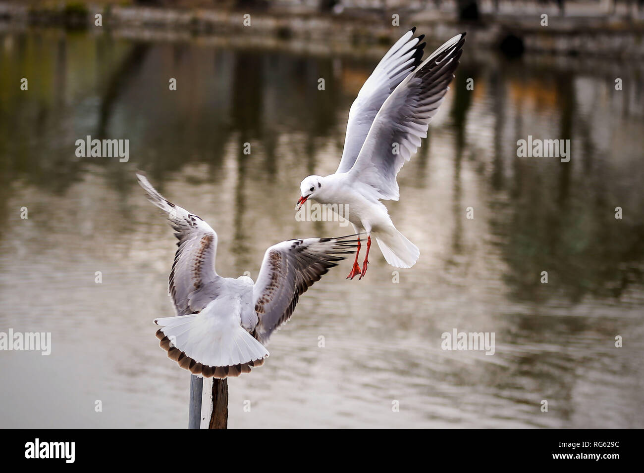 Deux oiseaux combats, Japon Banque D'Images