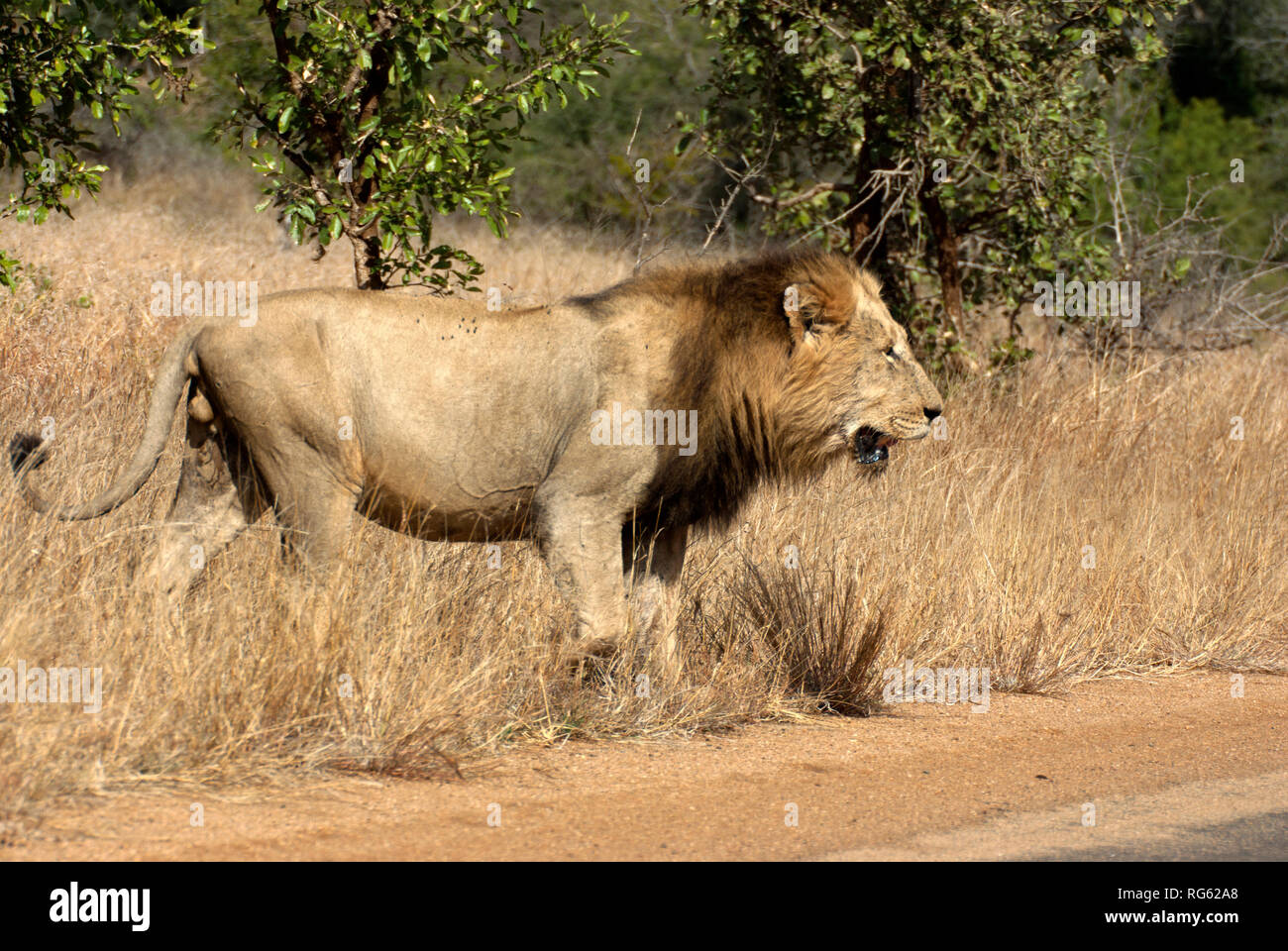 Lion debout par une route, Kruger National Park, Afrique du Sud Banque D'Images