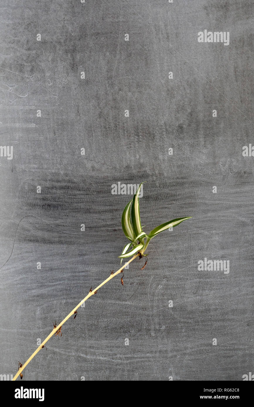 Un gros plan d'une petite araignée plante contre un arrière-plan gris tacheté Banque D'Images