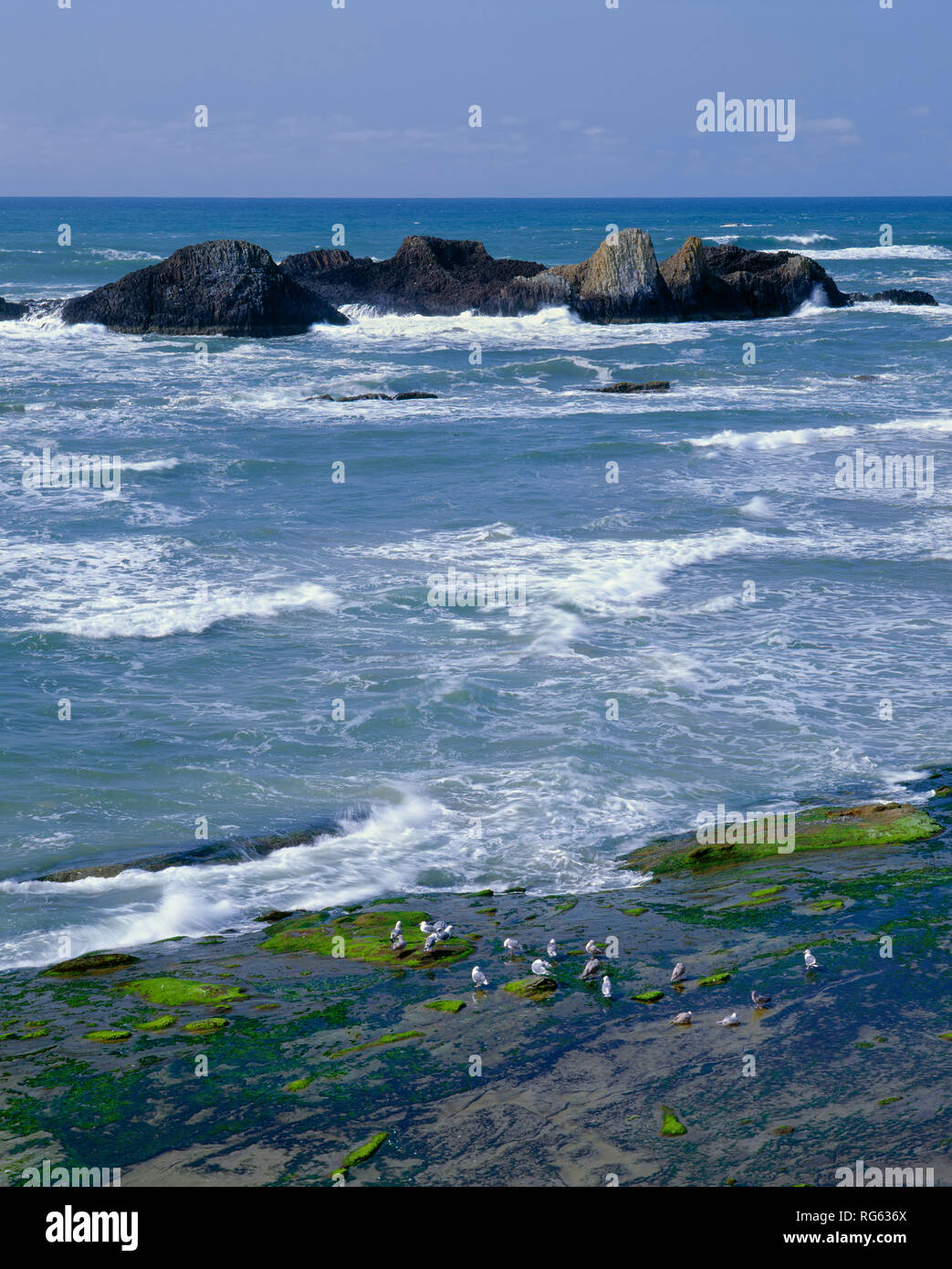 USA (Oregon), d'observation de Seal Rock, Seal Rocks surf entrant et les goélands. Banque D'Images