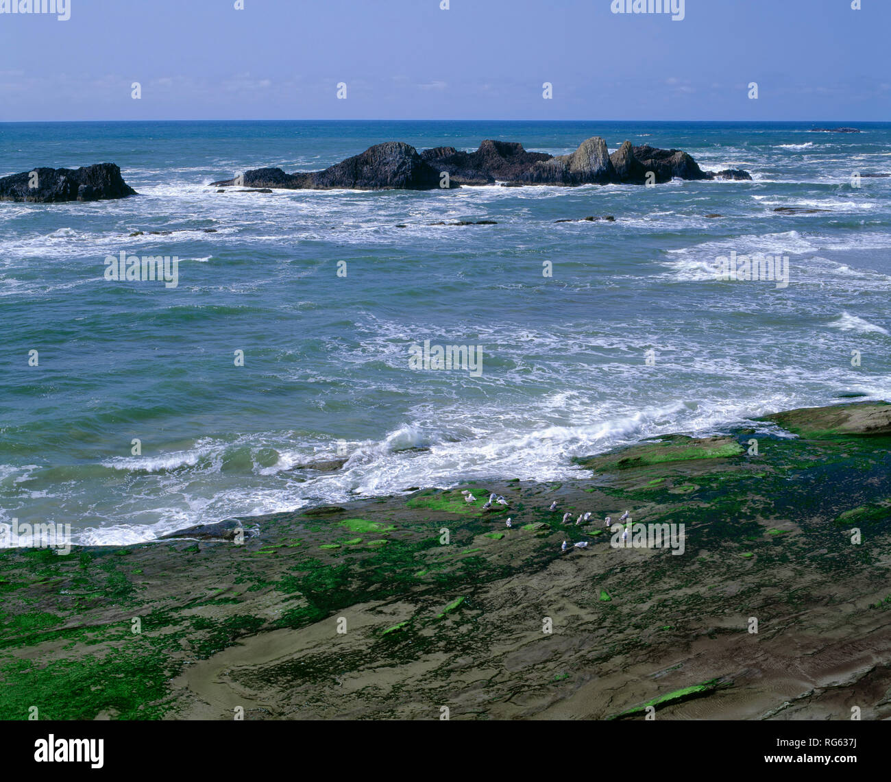 USA (Oregon), d'observation de Seal Rock, Seal Rocks surf entrant et les goélands. Banque D'Images