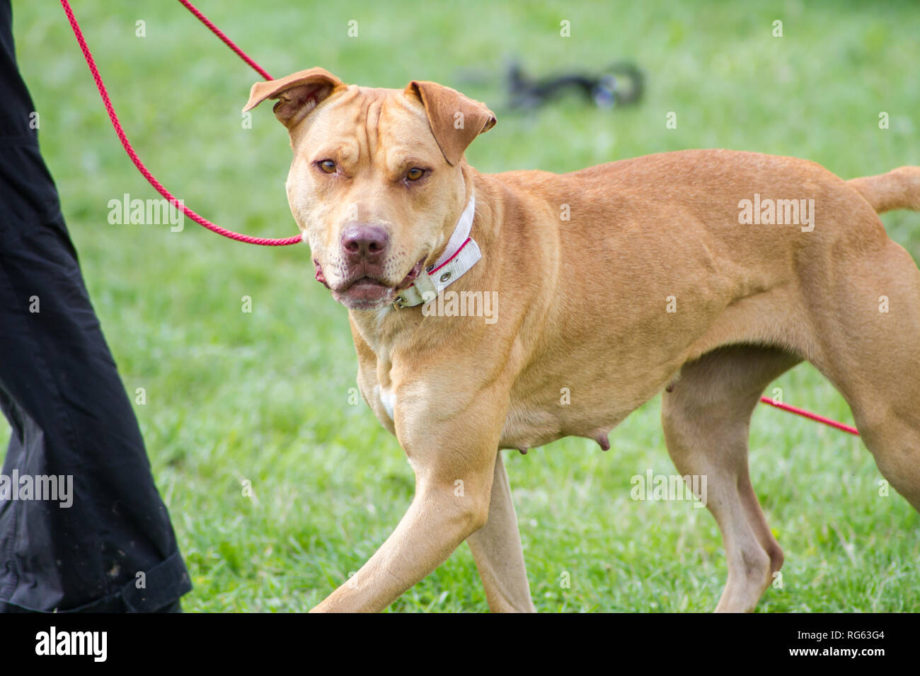 Red Bull-Terrier Américain de mine sur le collier et laisse chien lors d'un événement Banque D'Images