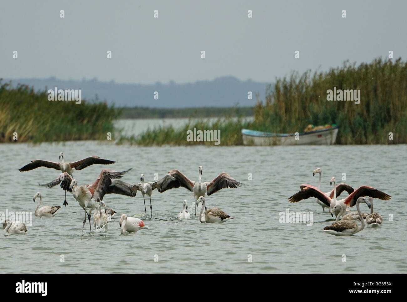 Flamants Roses dans le lac Manyas, Turquie Banque D'Images