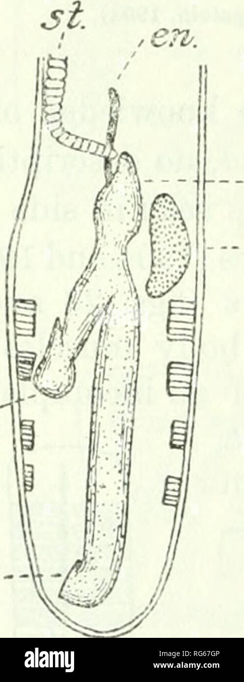 Muscle auriculaire sup Banque de photographies et d’images à haute