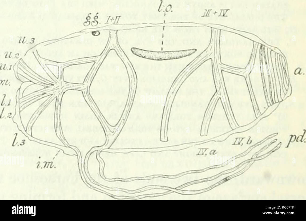 . Bulletin - United States National Museum. La science. e.a. Fig. 13.-Cyclosalpa pinnata, SUBSPE POLAE- CIES, forme solitaire, vue dorsale. À partir de 1912, un (SIGL). CYCLOSALPA PINNATA, sous-espèce POLAE (SIGL) (1912). Polae Cyclosalpa Sigl (1912). Cette sous-espèce est dit d'être Sigl dis- tinguished par deux caractéristiques : d'abord, dans l'isolement des individus, la fusion des muscles du corps VI sur la ligne médiane dorsale et leur poursuite de l'avant comme une bande musculaire médian atteignant presque le niveau des muscles du corps II (fig. 13) ; et, deuxièmement, le pédoncule long par laquelle l'aggre- gated zooïdes sont unis pour former le wh Banque D'Images
