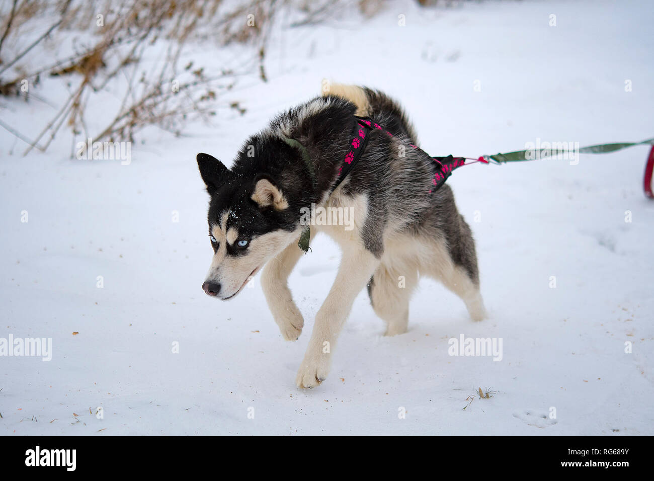 Husky De Race Chiens De Traîneau De Lhiver Chiens Husky Du