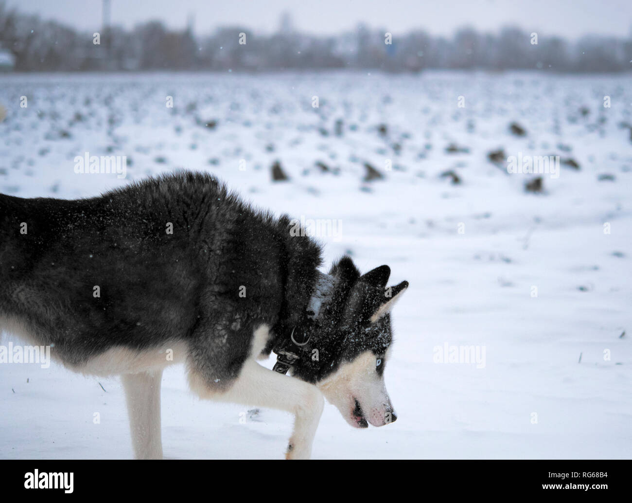 Chien Husky Sibérien Couleur Noir Et Blanc Aux Yeux Bleus En