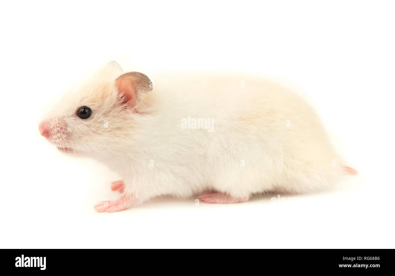 Hamster petit isolé sur fond blanc Banque D'Images