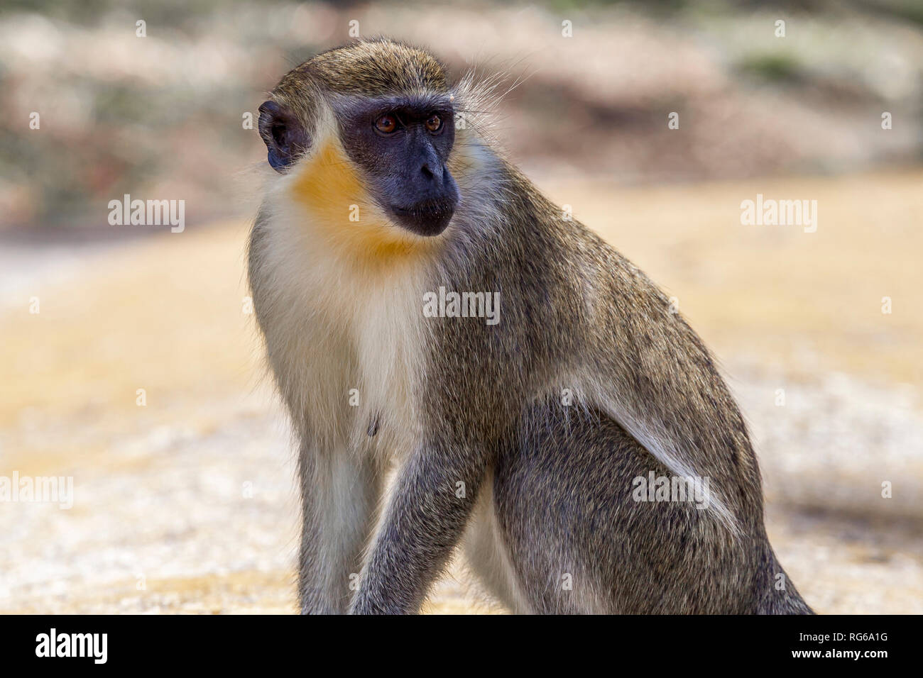 Singe vert Chlorocebus aethiops/sabeus, Barbade Banque D'Images