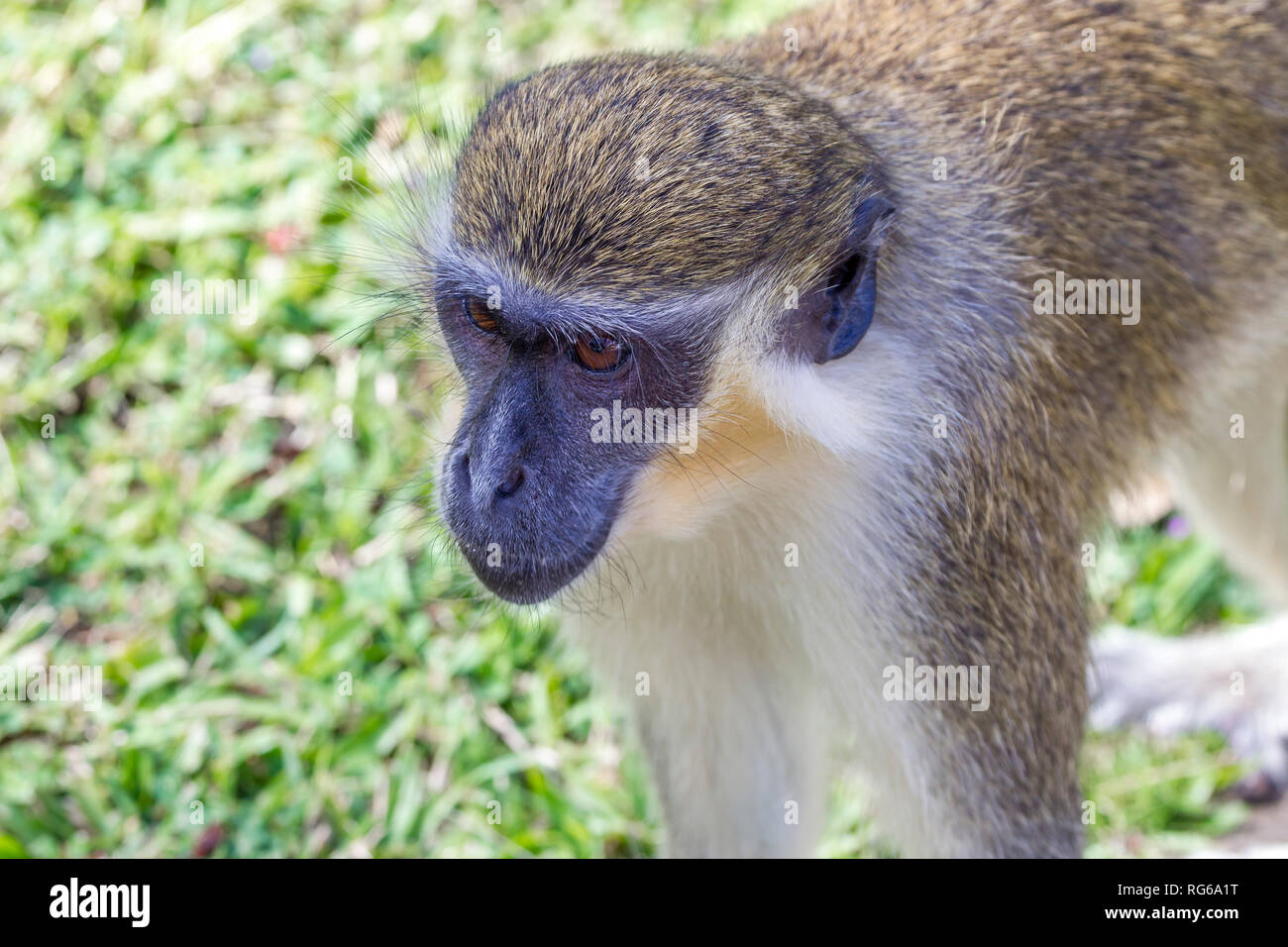 Singe vert Chlorocebus aethiops/sabeus, Barbade Banque D'Images