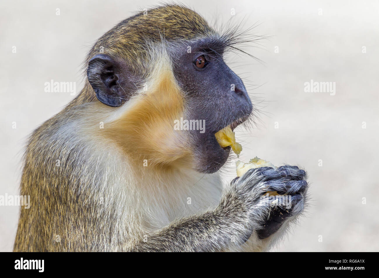 Singe vert Chlorocebus aethiops/sabeus, Barbade Banque D'Images