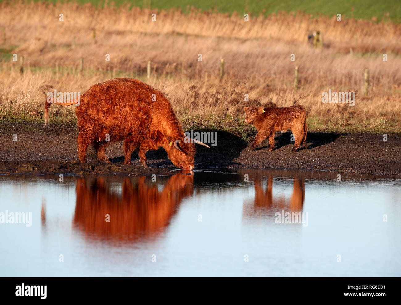 Semaine quatre vieux Highland Veau mâle, Prospero, paît aux côtés de sa mère Anna-belle à Wicken Fen réserve naturelle dans le Cambridgeshire. Banque D'Images