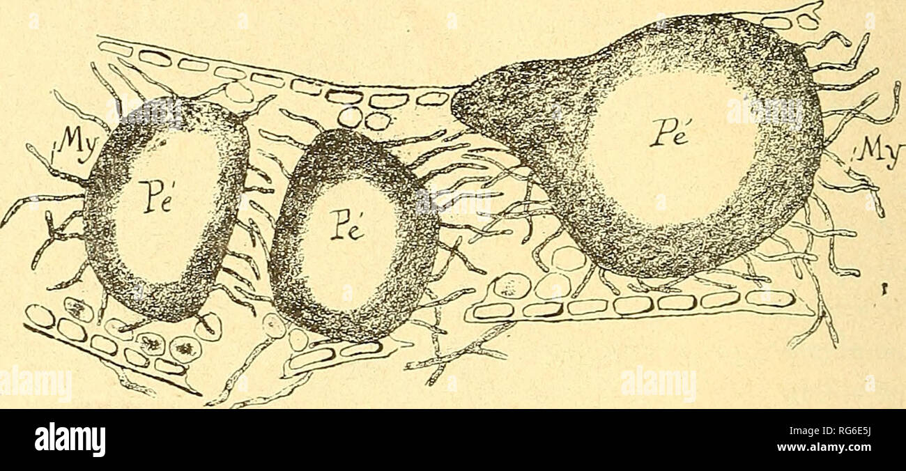 . Bulletin. Mycologie ; Champignons ; les champignons. DliLACIiOIX G. 144. D'un autre cÃ'tÃ©, Texamen de pÃ©rithÃ¨¨ces trà s jeunes m"a par- dy mis des observateurs parapliyses de 2,5 Ã 3 ans. d'Ã©paisseur qui se gÃ©lifient trà¨s vite. Je dois dire encore que ces pÃ©rithÃ¨Ã la SCÉ .' Ophiobolus orami-^ nis dont nous n'avions pu, faute de matÃ©riaux d'observateur, le dÃ©veloppement complet dans nos prÃ©cÃ©dentes Ã©tudes sur la question, sont, en rÃ©alitÃ©, enfouis au dÃ©mais dans les tissus delÃ premiÃ¨re gaine (Fig. 2) et ne deviennent que secondairement superficiels. Un peu plus tard, le tissu de cette gaine, dÃ©-. FiG. 2 Banque D'Images