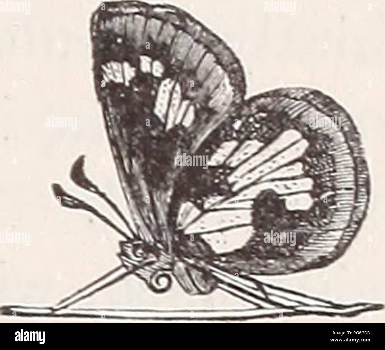 . Les papillons de l'Est des États-Unis. Pour l'utilisation de classes en zoologie et d' étudiants. Les papillons ; les papillons. L'Est des États-Unis. 317 des taches allongées sur la face supérieure des ailes postérieures, assez vu que dans certaines lumières. Au-dessus du corps brun foncé, plus léger en dessous. Membres de l'Atlantique, du Mississippi Valley, Texas. 146. Pamphila Peckius, Kirby. Étendue d'ailes 1 pouce. Femme-surface supérieure rugueuse marron foncé, le marquage jaune foncé, légèrement teinté de fauve ; il y a une légère pincée d'écailles jaune sur la surface, surtout la partie basale. La marque de la pour- Banque D'Images