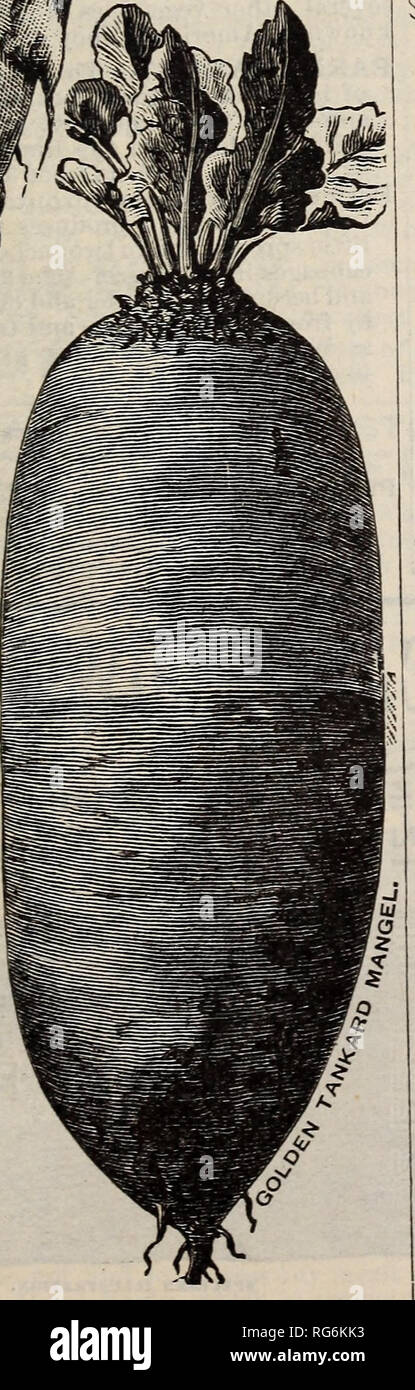 . Burpee's Farm, annuel 1892. Pépinière en Pennsylvanie Philadelphie ; Catalogues Catalogues fleurs ; légumes ; Catalogues Catalogues de graines. M P R O V E D PRIX MAMMOUTH ROUGE LONGUE MANGEL (également appelé Norbi- tan et Géant Mangel Jumbo). La récolte la plus lourde- ping et meilleure Mangel.Cette mam- espèce variété pousse à une taille immense, racines unique- ment peser 20 à 30 livres chacun, et toujours de très bonne texture et de bonne qualité. Il est remarquable pour l'épaule large et massive forme de la racine, par laquelle un grand poids isobtained, sans gros- ness. En Angleterre il a produit de 60 à 75 tonnes de racines Banque D'Images