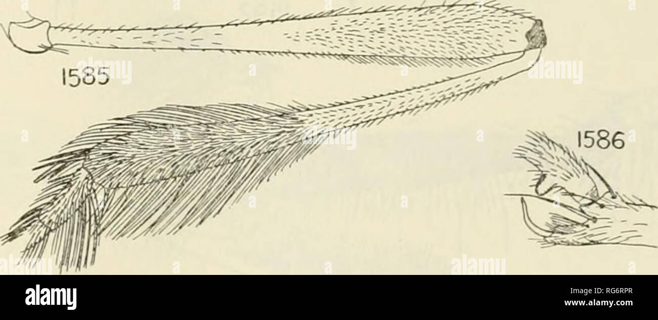 . Bulletin - United States National Museum. La science. -7^^ 1582 1583 1584 1574 1586 Les chiffres de 1574, Anoplothyrea.-javana de Meijere. 1575, Polyphonius laevigatus Loew. Est Sphageus chalcoproctus76a, 1576b ; Loew, chalcoproctus Spha- geus Loew. 1577 Dichaetothyrea punctulosa de Meijere,. 1578, Aireina paradoxa Frey. 1579 Brachyrrhopala Ouadricincta, Bigot.. 1580, Hyperechia sp. 1581 Dassylina fulvithorax, Bromley. 1582 Annamyia, maren Pritchard. 1583 Annamyis, maren Pritchard. 1584 myioleptus Goldfarb-shanno-, fragilis Carrera. 1585, Dolichoscius sp. 1586 Neosaropogon Macquart, princeps. 535914-62-pt. -21- 2 Banque D'Images