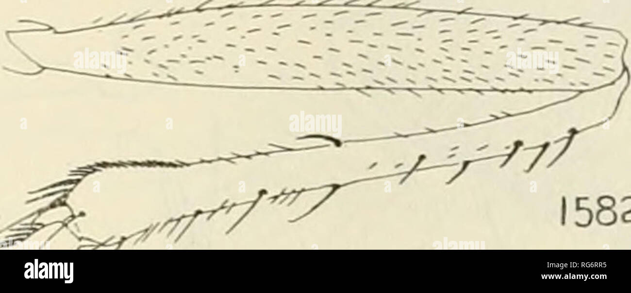 . Bulletin - United States National Museum. La science. -7^^ 1582 1583 1584 1574 1586 Les chiffres de 1574, Anoplothyrea.-javana de Meijere. 1575, Polyphonius laevigatus Loew. Est Sphageus chalcoproctus76a, 1576b ; Loew, chalcoproctus Spha- geus Loew. 1577 Dichaetothyrea punctulosa de Meijere,. 1578, Aireina paradoxa Frey. 1579 Brachyrrhopala Ouadricincta, Bigot.. Veuillez noter que ces images sont extraites de la page numérisée des images qui peuvent avoir été retouchées numériquement pour plus de lisibilité - coloration et l'aspect de ces illustrations ne peut pas parfaitement ressembler à l'œuvre originale.. United States National Mu Banque D'Images