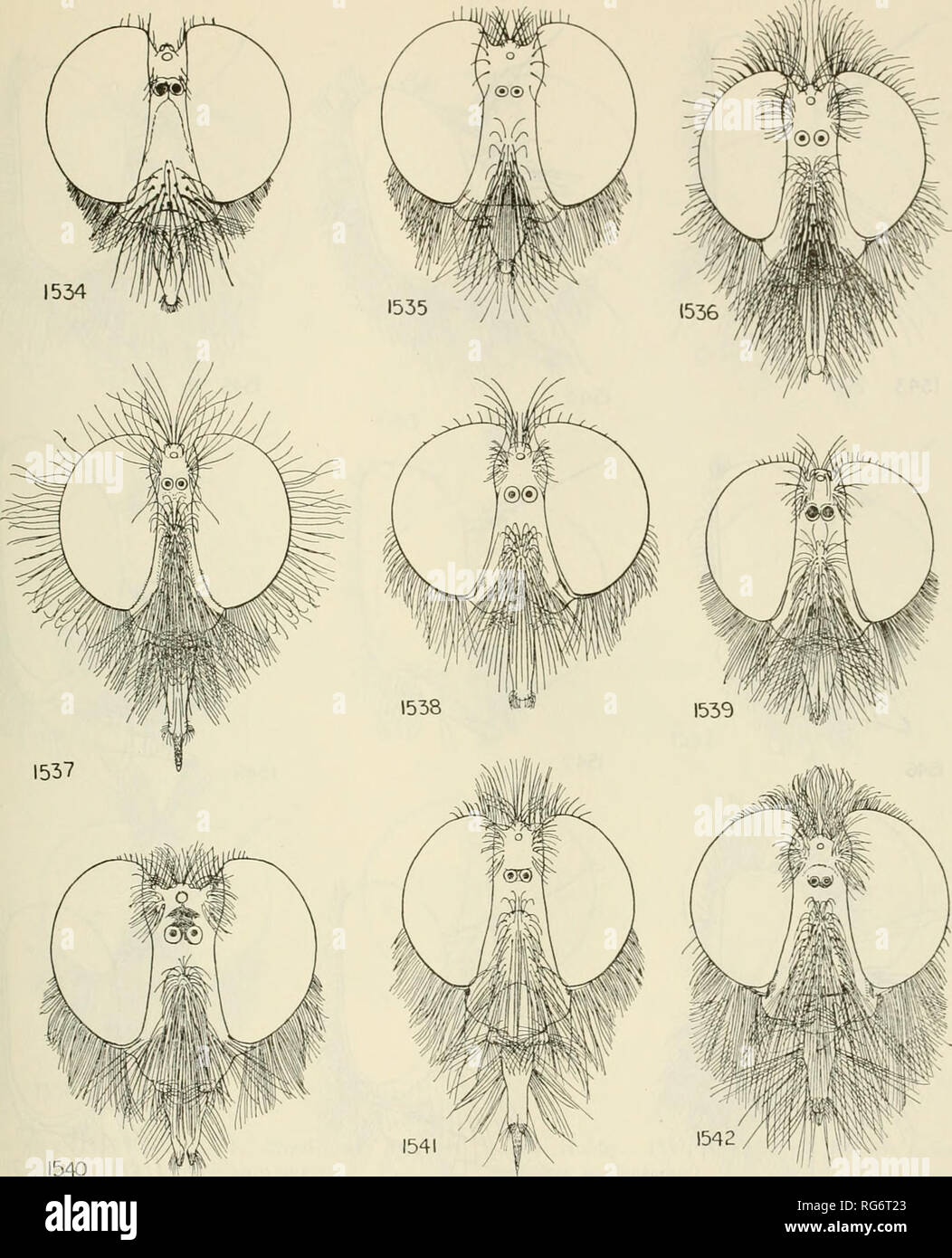 . Bulletin - United States National Museum. La science. Voleur VOLE DU MONDE 741. Les chiffres 1534-1542 1540-1534. Hoplopheromerus, Anna- bicolor, nouvelle espèce. 1539 Stilpnogaster tipes Macquart, aemula. 1535, Epitriptus cingulatus Meigen. 1540, Antiphrisson trifarius Loew. 1541, Fabricius. 1536, l'Arc/o^otfa gayi Macquart. 1537, Dysmachus trigonus Meigen. 1542 Stizolestes Machimus nigriventris, Philippes. 1538, Dinozabrus chrysitis Meigen. bicolor, nouvelle espèce. 1530, Stilpnogaster aemula Dysmachus trigonus Meigen. 1533, Machimus Meigen. JtitiphrissoiitrifariusLoew, 1531. 1532, chrysitis Meigen.. Pl Banque D'Images