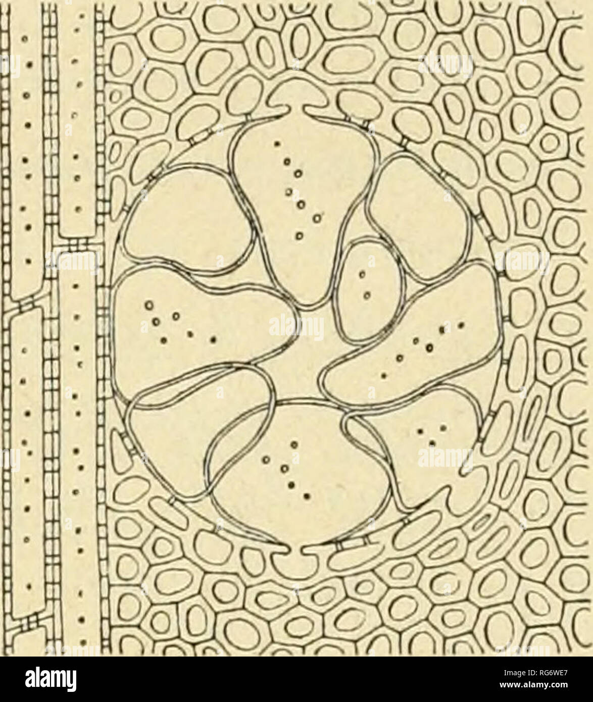 . Bullettino del Laboratorio de orto botanico. Les plantes ; les plantes -- Italie Sienne. Fio-. 15 ;) Pgeudo Robinia acacia Robinia (L.) (12 : 1) Fig. 15] Jiobina Pseudo Acacia L (ro- binia). Vaso con tilli. (225 : ]). **) Vasi aperti, rarissime volte otturati da tilli. Alburno bianco, verdastro di 10-20 anelli annuali : durame rossastro. Tessitura di. tìne poco poco poco lucente, non tissé, di fenditura difficile e di lunga durata. Spécifications du peso. 0,80. iSjyina- cristi, ((/gìa/un spino, di Giuda, glediccia spinosa, Acacia a tre m^^e- 177. Triacantlios ^ *** Gleditschia L.) Vasi aperti, otturati non da til Banque D'Images